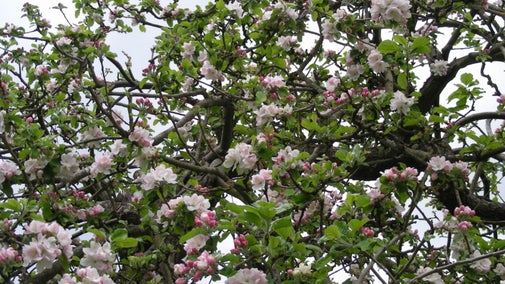 Upwards shot of apple blossom against the sky at Woolsthorpe Manor